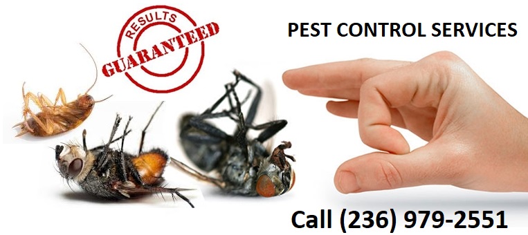 Pest control services ad displaying dead insects and a pinching hand, implying size. A "results guaranteed" stamp is displayed. Call (236) 979-2551, serving Maple Ridge BC.