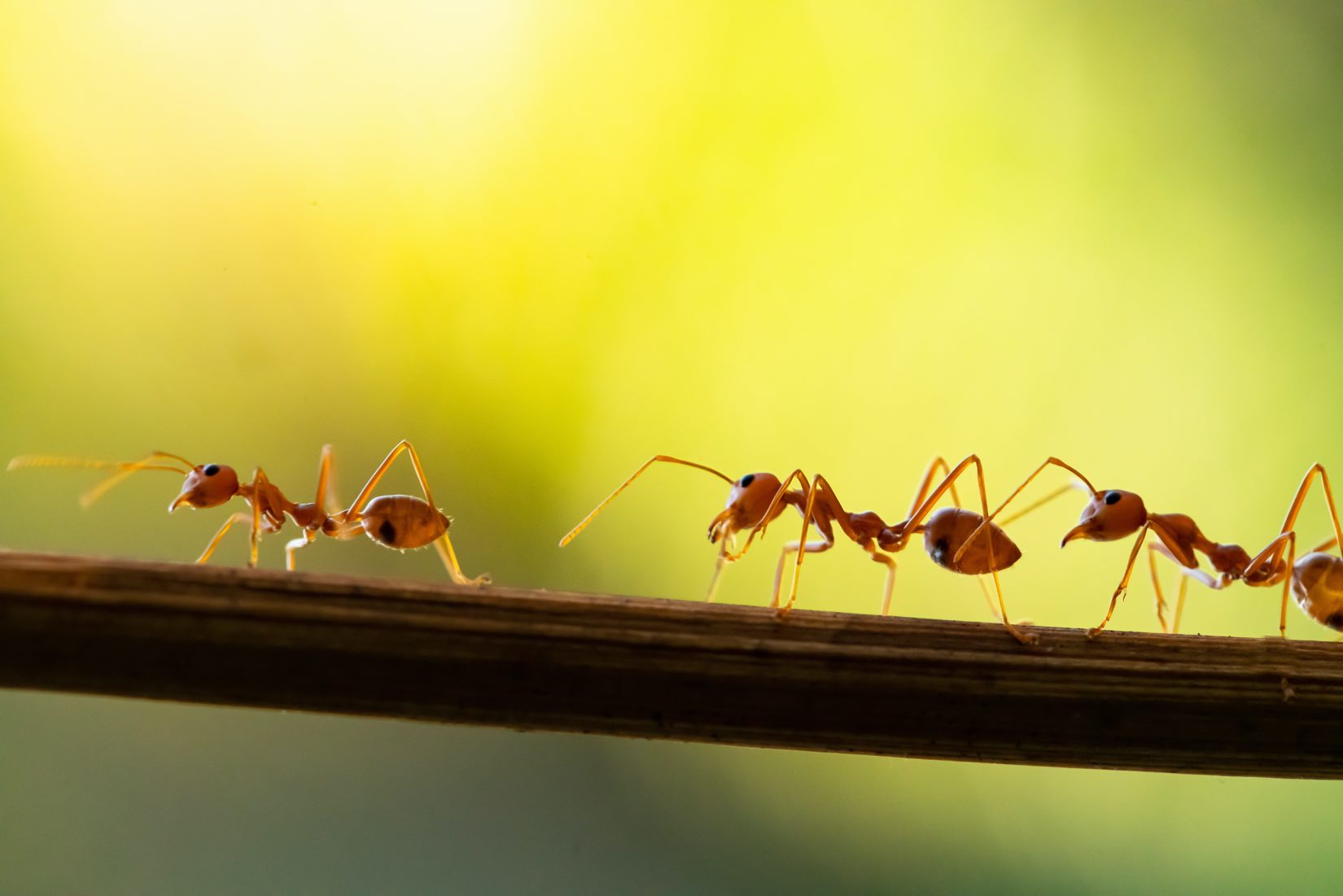 A line of ants walking on a twig, potentially found in a garden in Maple Ridge BC.
