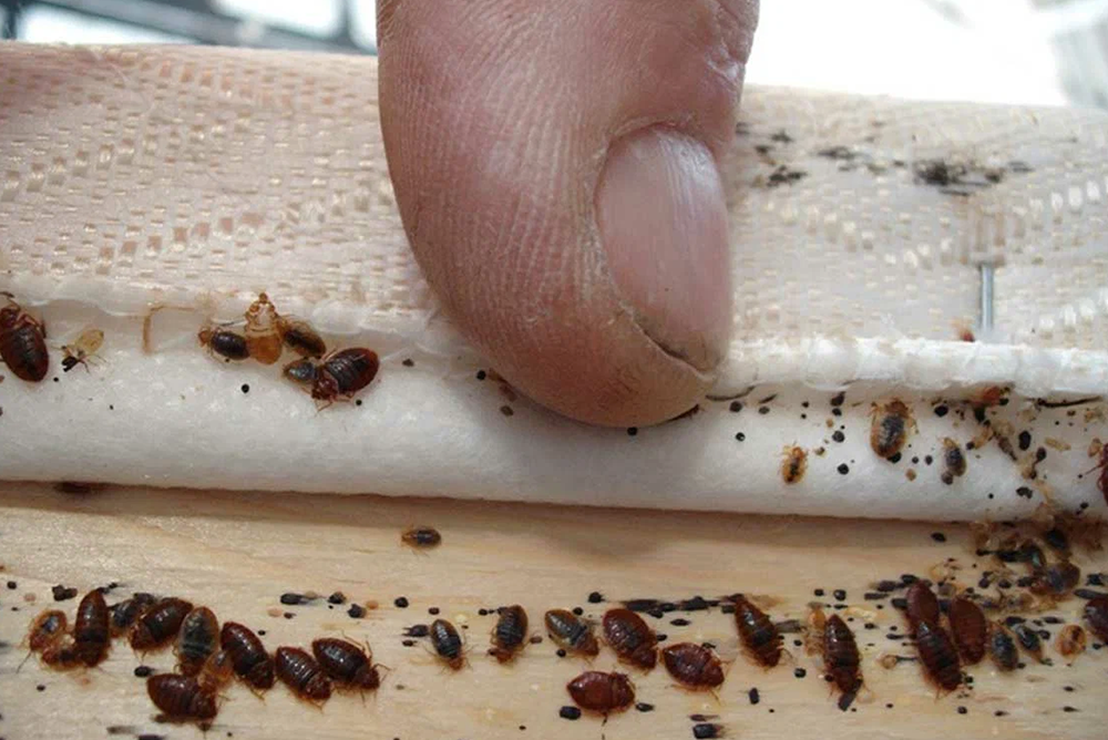 A finger is touching a mattress with bed bugs and fecal matter present, possibly indicating a pest control issue in Maple Ridge BC.