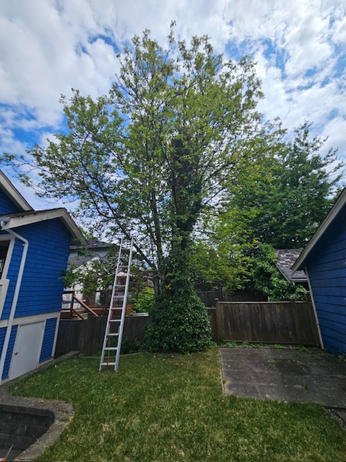scg hero All Maple Ridge Locals